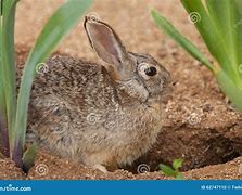 Image result for Rabbit Den