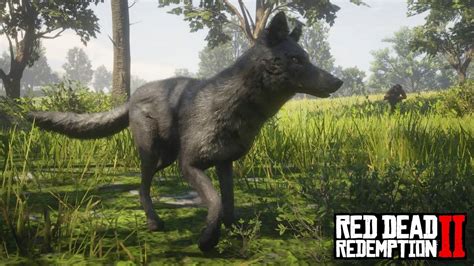 Red Dead Redemption 2 - Legendary Coyote (Location & Hunt) - YouTube