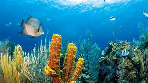 Sea Life Wallpaper 的图像结果