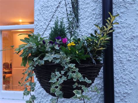 What Plants Go In Winter Hanging Baskets at Beverly Henson blog