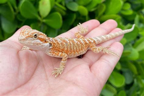 Are Bearded Dragons Good Pets?