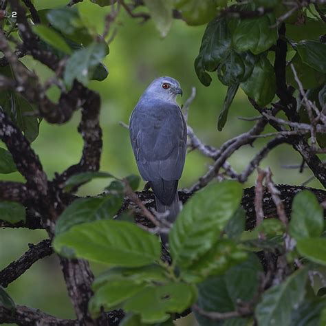 Threatened Endemic Birds of Andaman & Nicobar