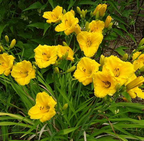 Stella De Oro Daylily – J&J Garden Center