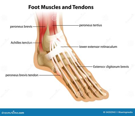 Foot Muscles and Tendons stock illustration. Illustration of graphic ...