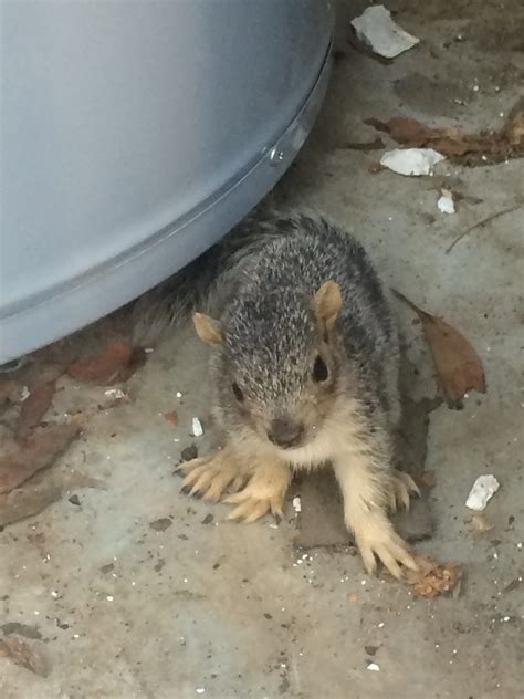 Image result for Squirrel Control