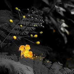 Buy Fujifilm X-T200 24.2 MP Mirrorless Camera with XC 15-45 mm Lens ...