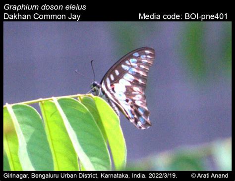 Graphium doson eleius | Butterfly