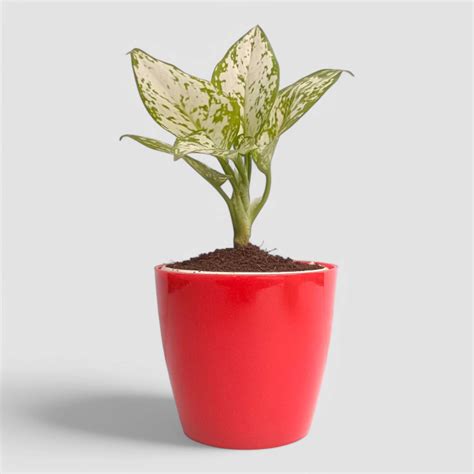 Aglaonema Snow White Plant by Orchid N Petals