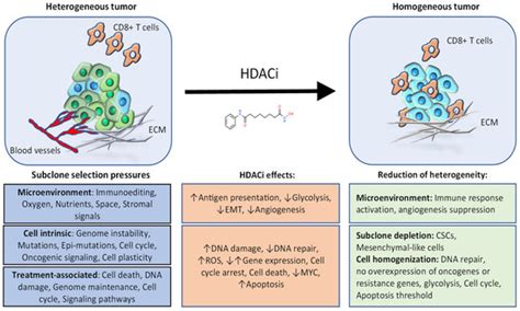 HDAC Inhibitors: Dissecting Mechanisms of Action to Counter Tumor ...