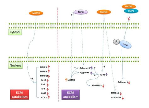 Matrilin-3 Role in Cartilage Development and Osteoarthritis