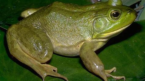 Image result for Alien Michigan Frog