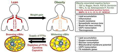 Mitochondrial Energy Metabolism in the Regulation of Thermogenic Brown ...