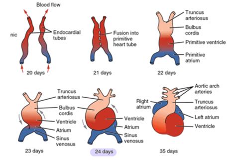 Image result for Heart Development PDF
