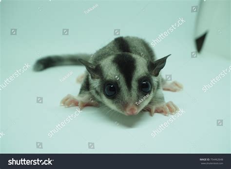 Petaurus Breviceps Sugar Glider Special Pet Stock Photo 754462648 ...