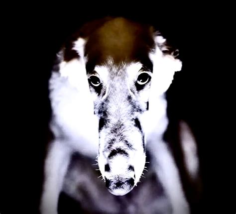 Alexa Self-Destruct Code 的图像结果