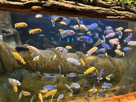 Oklahoma Aquarium, Bixby, OK: Information, Tickets and Reviews