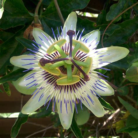 Passiflora caerulea | 'Blue Passionflower' | Seeds - Freaky Cacti