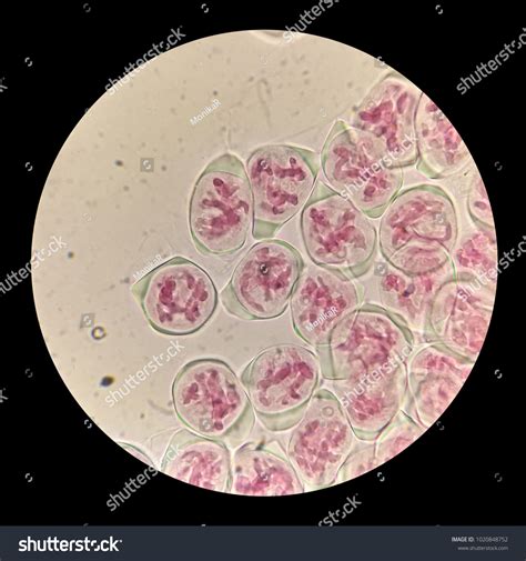 Meiosis Stages Under Microscope