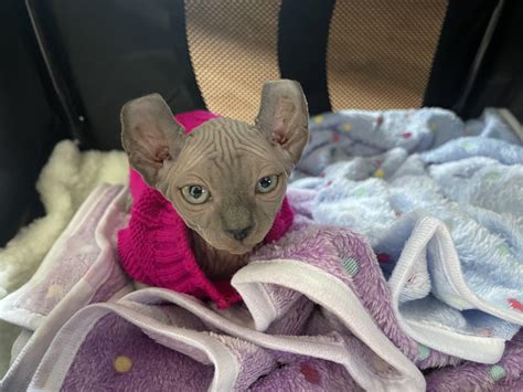 Cuddle brothers : r/sphynx