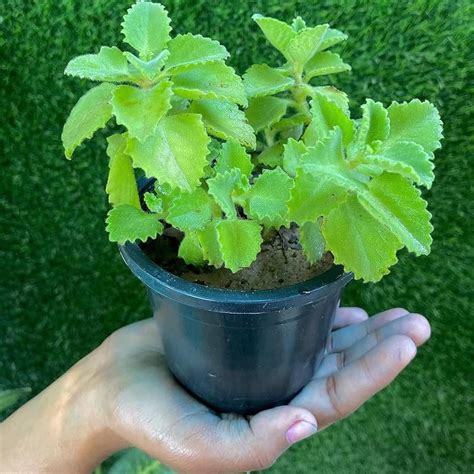 Indoor-Outdoor Ajwain live plant Pack of 1 : Amazon.in: Garden & Outdoors