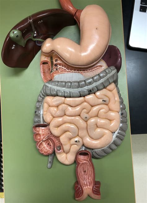 Image result for Digestive Model Tutorial
