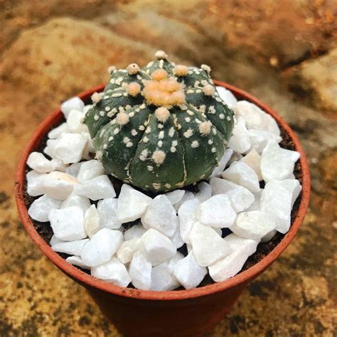 Astrophytum Asterias 'Super Kabuto' - Gabbar Farms