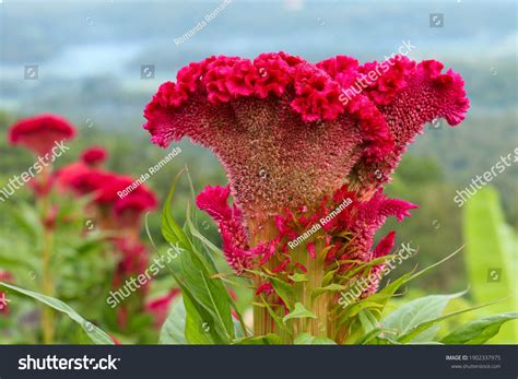 Celosia Argentea Cockscomb