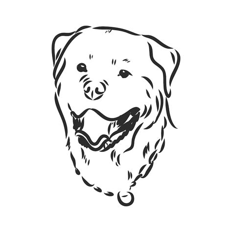 Desenho à mão de vetor de Rottweiler. | Vetor Premium