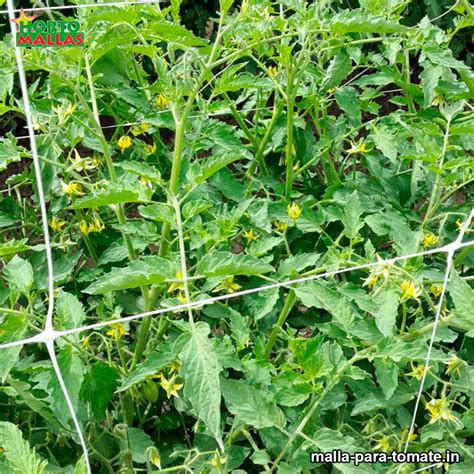¿Como cultivar correctamente el tomate? - Malla para Tomate