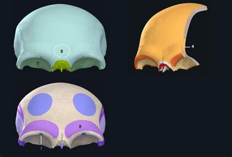 Image result for Frontal Bone Function