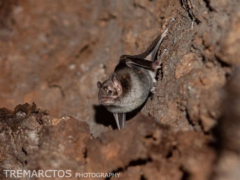 Image result for Common Vampire Bat