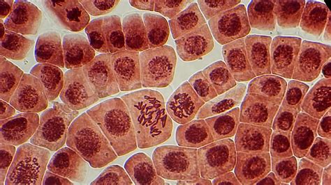 Animal Cell Under A Microscope : Animal Cells Under Light Microscope ...