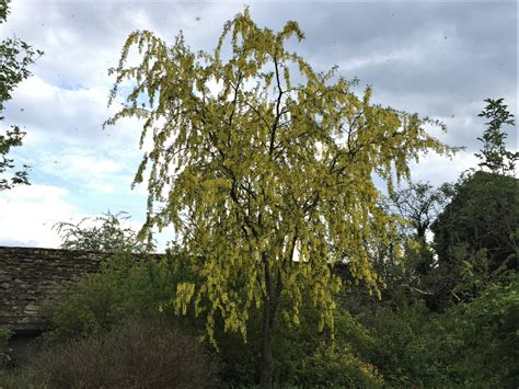 Image result for Pruning a Laburnum Tree