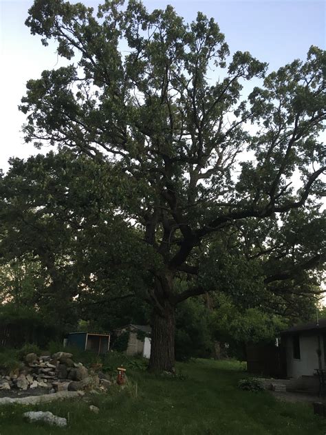 Image result for Treebeard Isengard