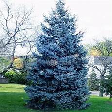 abete in vaso 30pcs colorado semi di albero di abete rosso picea abete in vaso 30pcs colorado semi di albero di abete rosso picea