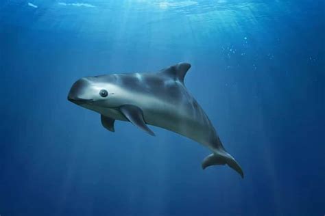Vaquita On The Brink: Population Plummets In Mexico's Gulf - UPSC