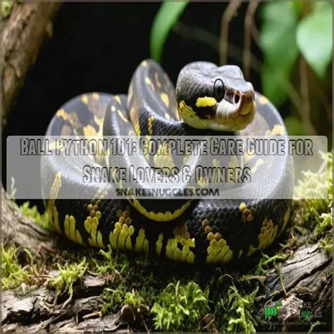 Ball Python Behavior 的图像结果