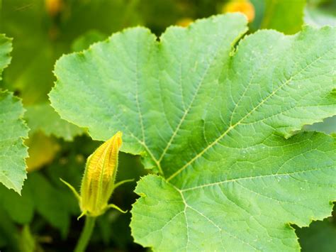 How To Prepare And Eat Squash Leaves | Gardening Know How