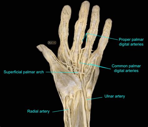 1.3 Cubital fossa, forearm, hand - Ross University Anatomy ...