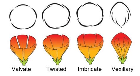 Morphology of flowering plants – Part II - Testwizard