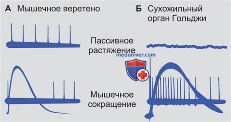 Проприоцепция - с точки зрения физиологии человека