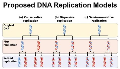 Conservative DNA Replication Model 的图像结果