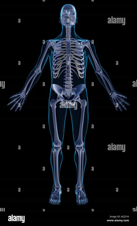 Image result for Skeletal Structural System