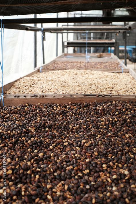 Natural Dry Coffee Processing Method PDF 的图像结果