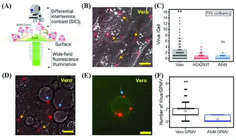 Image result for DIC Microscopy Tutorial