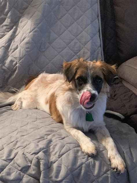 Introducing Sonny. The best puppy. A little crazy but mom loves her no ...