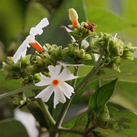 Coral Jasmine / Parijatham - Top Perfuming Plants — Saharanpur Nursery