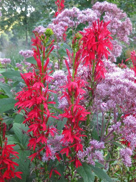 Best Time To Plant Cardinal Flower at Amy Heyer blog