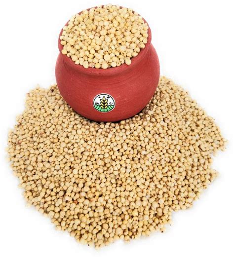 Medhini Jowar seeds | Jowar Millet | Jowaar whole | Roti Jowar Jowar ...