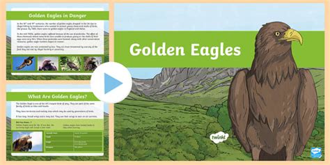 Golden Eagles Information PowerPoint (teacher made) - Twinkl